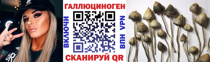 Псилоцибиновые грибы мицелий как найти закладки Балабаново